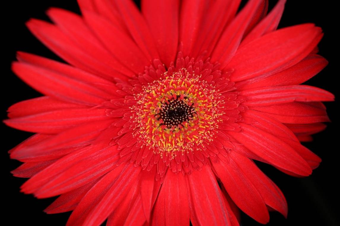 Canon RF 35mm F1.8 MACRO IS STM - Objectif