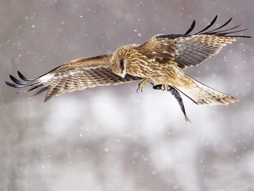 Olympus M.Zuiko ED 300mm F4.0 IS PRO - Objectif