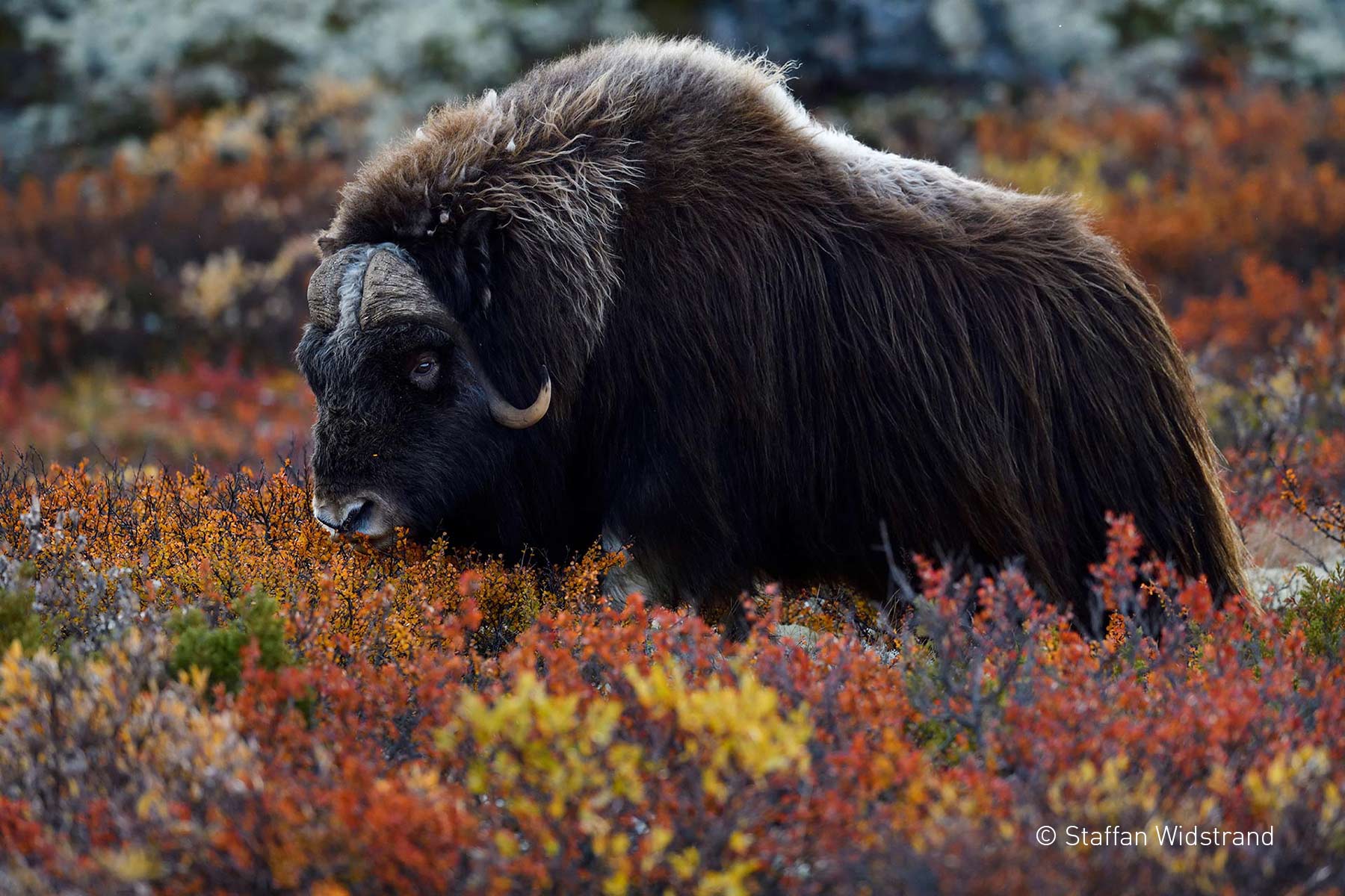 TRM et RED, partenaires du FIFPAN !