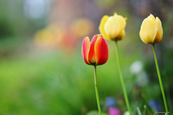 Samyang MF 85mm F14 (Micro 4/3) - Objectif Photo