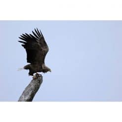 Canon RF 100-400mm F5.6-8.0 IS USM