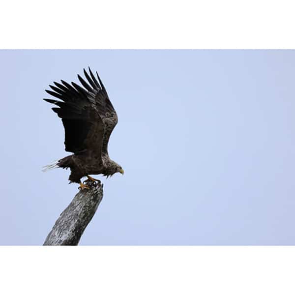 Canon RF 100-400mm F5.6-8.0 IS USM - Objectif Canon RF 100-400mm F5.6-8.0 IS USM - Objectif