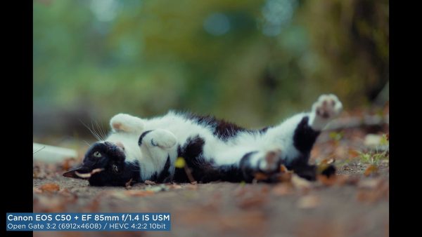 Canon EOS C50 : Elle a tout d’une grande !