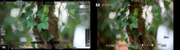 Canon EOS C50 : Elle a tout d’une grande !